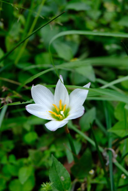 Zephyranthes candida, also know as autumn zephyrlily, white windflower, white rain lily, and Peruvian swamp lily. Zephyranthes candida, also know as autumn zephyrlily, white windflower, white rain lily, and Peruvian swamp lily. This plant is a species of rain lily native to South America. white rain lily stock pictures, royalty-free photos & images