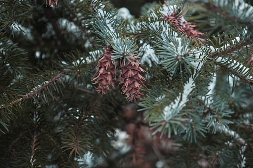 Spruce branch Pine cones Christmas tree