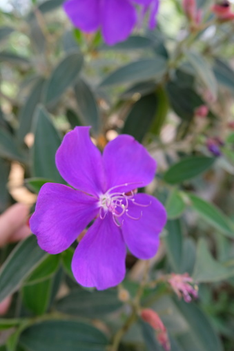 Defocused Pleroma urvilleanum, synonym Tibouchina urvilleana, is a species of flowering plant in the family Melastomataceae, native to Brazil.