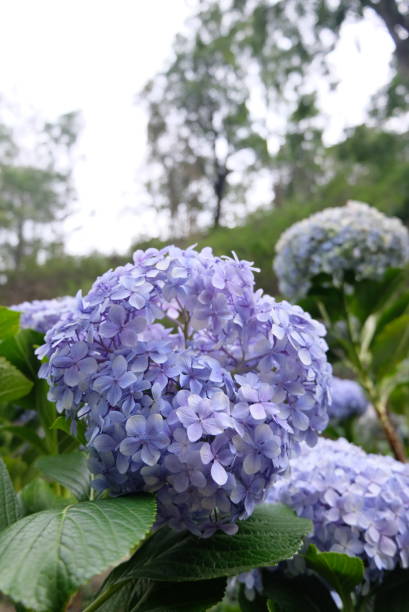 istock Bigleaf hydrangea, French hydrangea, lacecap hydrangea, mophead hydrangea, penny mac and hortensia 1446645030