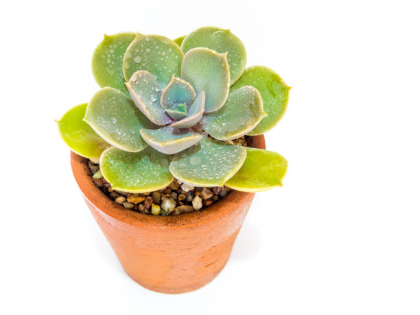 Succulent plant close-up Echeveria plant in the earthen pot Earthenware pot and freshness leaves of Echeveria plant in white background echeveria stock pictures, royalty-free photos & images