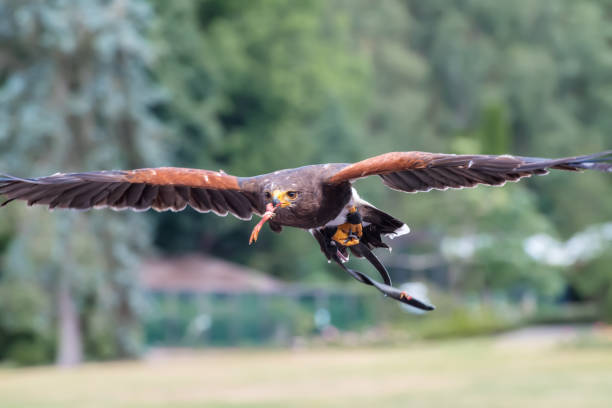 istock Harris's hawk, Parabuteo unicinctus, the bay-winged hawk, dusky hawk, a wolf hawk is in the flying 1446645583