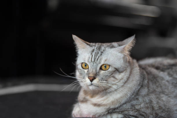 istock Portrait of  red striped cat 1446646894