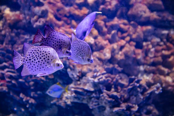 different fishes in aquarium for design purpose, wallpaper