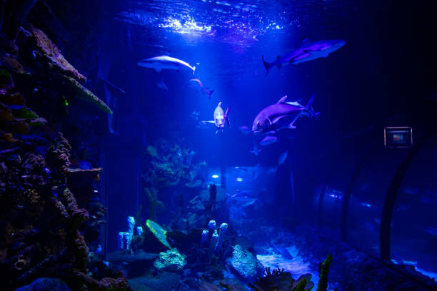 istock sharks in aquarium for design purpose 1446647583