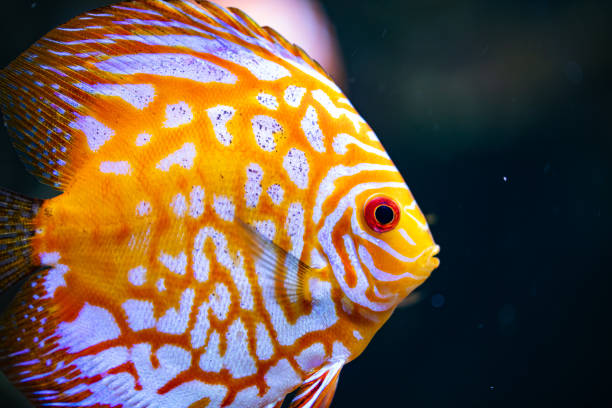 istock different fishes in aquarium for design purpose 1446647870