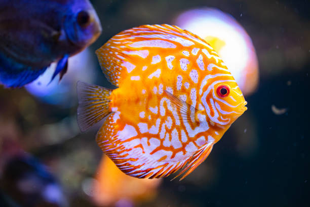 istock different fishes in aquarium for design purpose 1446647871
