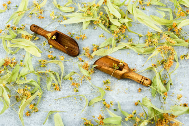 Dried linden blossoms, herbal medicine stock photo