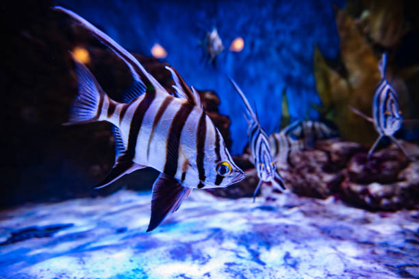 istock different fishes in aquarium for design purpose 1446649162