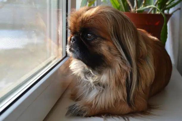 Close-up of ginger pekingese dog looking in window
