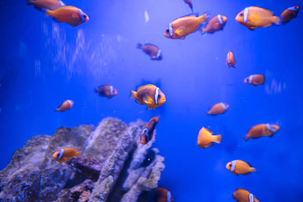 different fishes in aquarium for design purpose, wallpaper