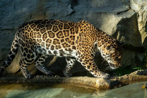 istock The jaguar (Panthera onca) is a big cat 1446649326