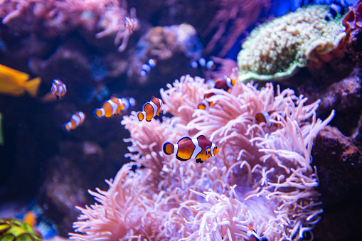 Clownfish or anemonefish in aquarium, wallpaper