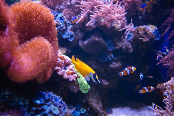 istock different fishes in aquarium for design purpose 1446650151