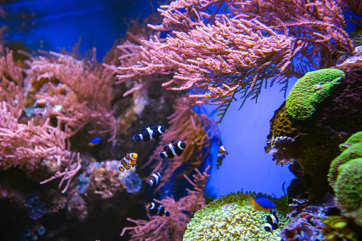 different fishes in aquarium for design purpose, wallpaper