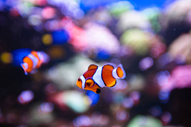 Clownfish or anemonefish in aquarium, wallpaper