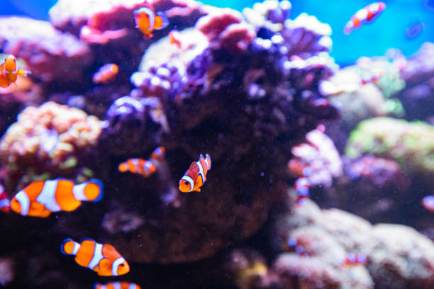 Clownfish or anemonefish in aquarium, wallpaper