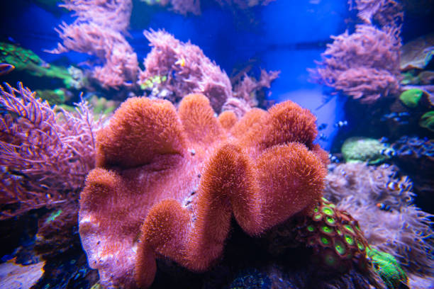head of a blue wolf fish appearing from the between the coral