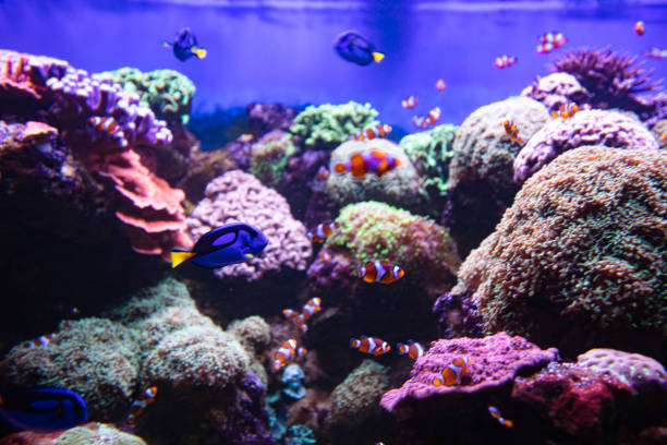 istock Clownfish and Blue Tang in aquarium 1446650786