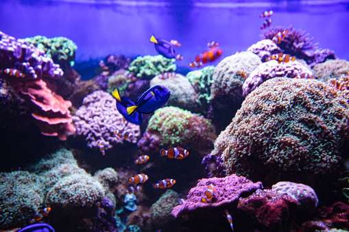 Clownfish and Blue Tang in aquarium, wallpaper