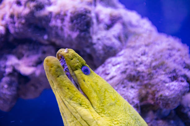 Muraena fish in aquarium for design purpose, wallpaper
