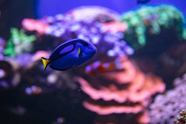 istock Blue Tang fish in aquarium for design purpose 1446651624