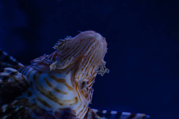 Red lionfish in aquarium for design purpose, wallpaper