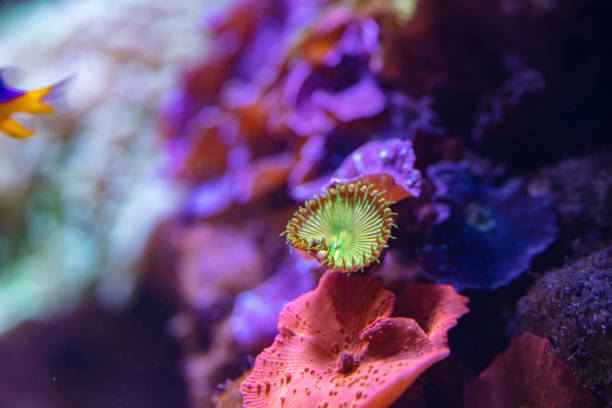 istock Coral reef in aquarium for design purpose 1446651792