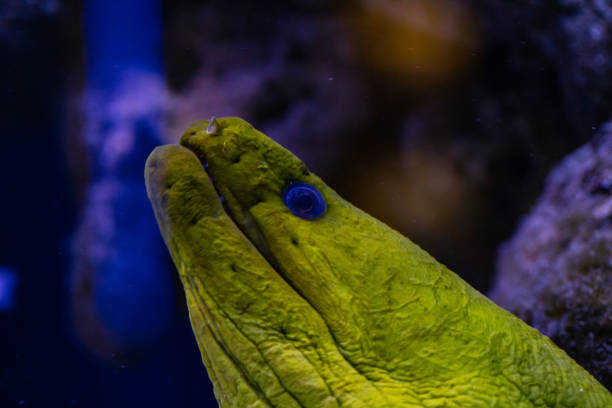 Scuba diving, Sea life. Underwater scene with coral and  fish, Giant moray  with cleaner shrimp and school of fish orange scalefin anthias  Scuba diver point of view.