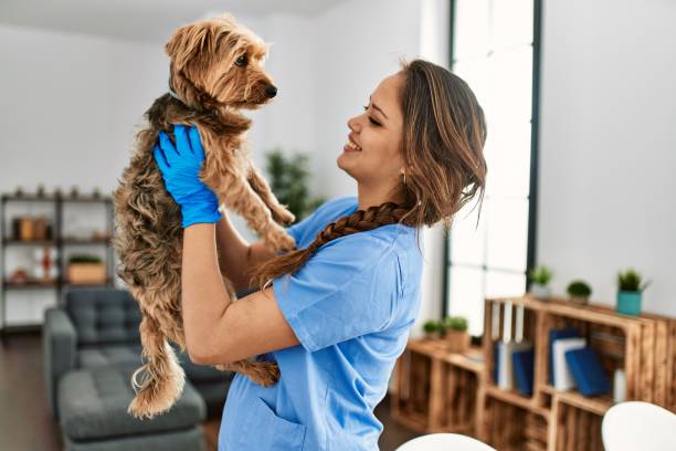 joven hermosa mujer hispana veterinaria sonriendo confiada sosteniendo al perro en casa - vet veterinary medicine young women female fotografías e imágenes de stock