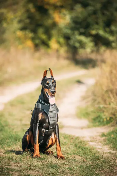 Beautiful Dobermann dog funny sitting outdoor in countryside road in autumn day. Funny Doberman Pinscher dog breed looking in camera.