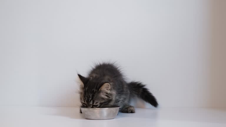 little hungry kitten runs to the bowl of food. pet eats industrial dry food.