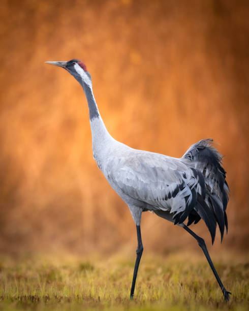 istock Bird - Common Crane Grus grus, walking on a meadow, spring time Poland Europe 1446655933