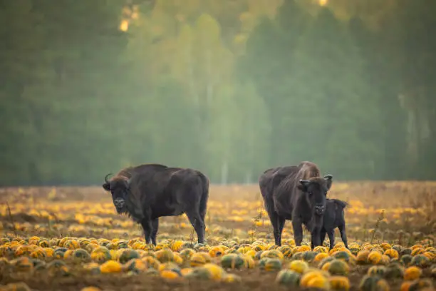 Mammals - wild nature European bison ( Bison bonasus ) Wisent herd standing on the autumn pumpkin field North Eastern part of Poland, Europe Knyszynska Forest