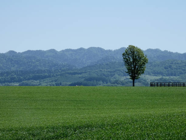 istock A tree standing in a vast grassland 1446656130