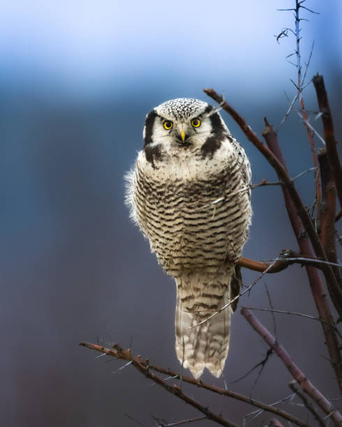 pássaro - coruja-falcão-do-norte - surnia ulula, tempo de inverno na polônia europa, um pássaro voador muito raro para a polônia - northern hawk owl - fotografias e filmes do acervo