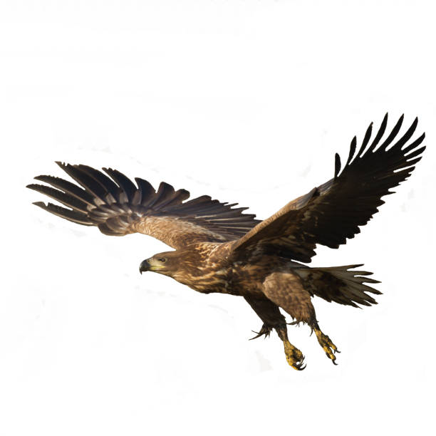 istock Majestic predator White-tailed eagle, Haliaeetus albicilla in Poland wild nature - isolated on white background flying birds 1446657014