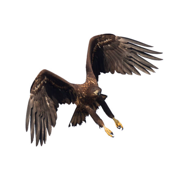 istock Majestic predator White-tailed eagle, Haliaeetus albicilla in Poland wild nature - isolated on white background flying birds 1446657023