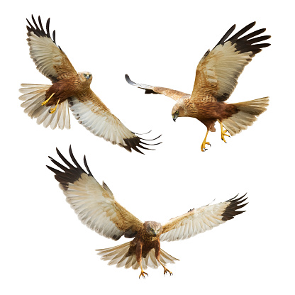 Eurasian buzzard jumping