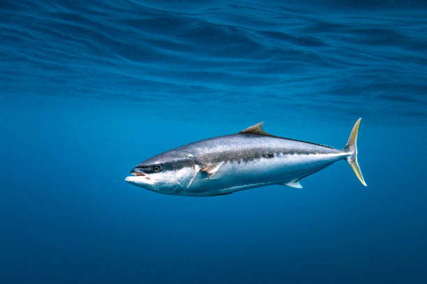 istock Yellowtail Kingfish swimming in a deep blue sea 1446657078