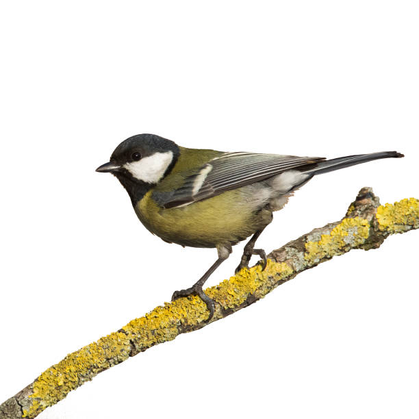 istock Colorful great tit Parus major perched on a tree , bird isolated on white background 1446657106
