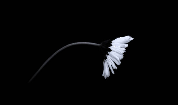 istock A Daisy With Drops Of Water 1446658132