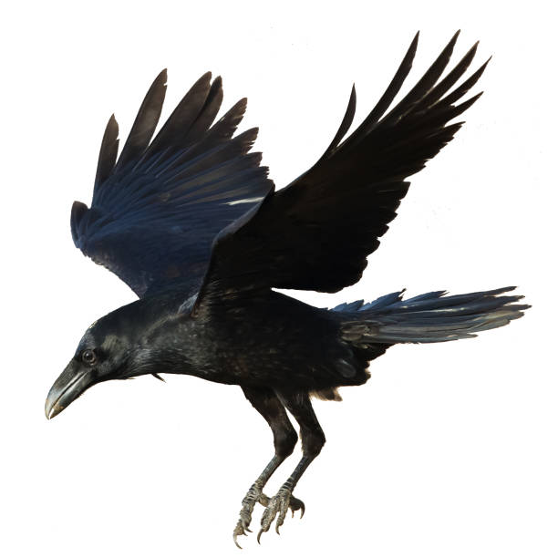 istock Bird flying raven isolated on white background Corvus corax. Halloween 1446658272