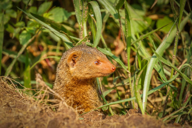 istock Common dwarf mongoose (Helogale parvula), Lake Mburo National Park, Uganda. 1446658574