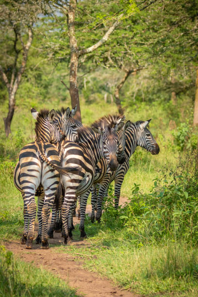 mandria di zebra delle pianure, equus quagga, equus burchellii, zebra comune, parco nazionale del lago mburo, uganda. - burchellii foto e immagini stock