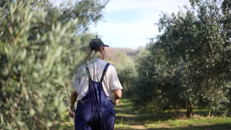 Woman Picking Olives From the Tree