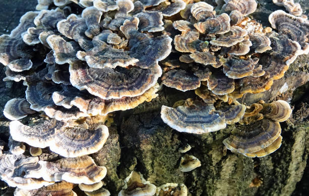 istock Fungus  in public park in The Netherlands 1446661196