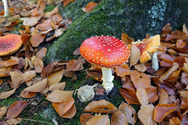 istock Fungus  in public park in The Netherlands 1446661277