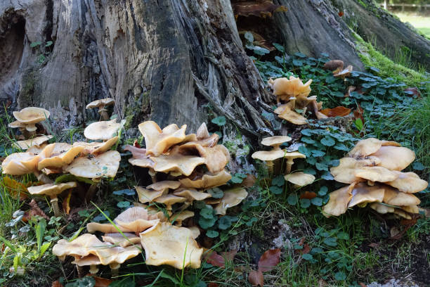 istock Fungus  in public park in The Netherlands 1446661366