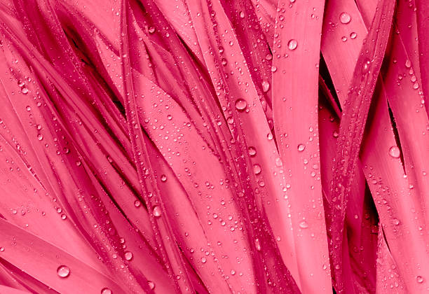 viva magenta abstract background,leaves with dew drops. color of the year 2023 - viva magenta stok fotoğraflar ve resimler